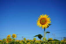 181604_1.jpg  : 114 KB