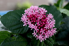 181631_1.jpg  : 135 KB
