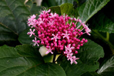 181631_2.jpg  : 135 KB