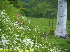181697_1.jpg  : 71 KB