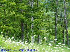 181697_3.jpg  : 109 KB
