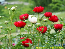 181712_3.jpg  : 57 KB