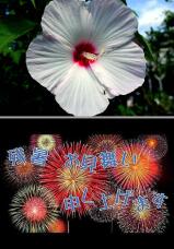 181803_2.jpg  : 196 KB