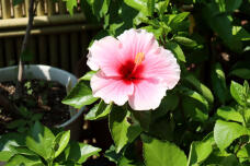 181807_1.jpg  : 130 KB