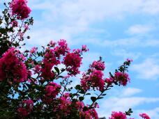 181855_1.jpg  : 132 KB