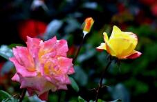 181883_1.jpg  : 52 KB