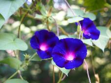181933_2.jpg  : 72 KB