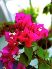 182033_2.jpg  : 41 KB