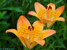182039_2.jpg  : 46 KB