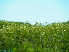 182039_3.jpg  : 60 KB