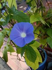 182064_1.jpg  : 87 KB