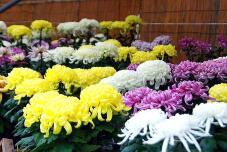 183139_2.jpg  : 118 KB