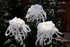 183142_1.jpg  : 118 KB