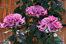 183142_2.jpg  : 165 KB