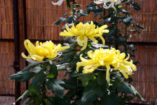 183142_3.jpg  : 146 KB