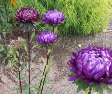 183147_1.jpg  : 72 KB