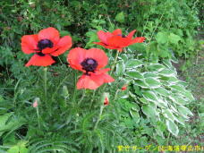 183156_3.jpg  : 97 KB