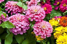 183161_1.jpg  : 173 KB