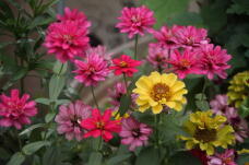 183161_2.jpg  : 115 KB