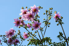 183165_1.jpg  : 146 KB