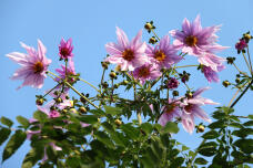 183165_2.jpg  : 158 KB