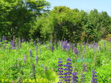 183176_3.jpg  : 121 KB