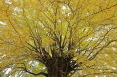 183178_3.jpg  : 135 KB