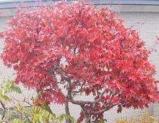 183180_1.jpg  : 75 KB