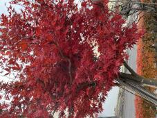 183192_1.jpg  : 100 KB