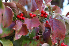 183194_1.jpg  : 118 KB