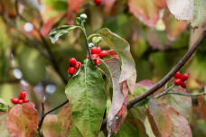 183194_3.jpg  : 114 KB