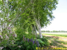 183201_2.jpg  : 103 KB