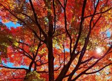 183206_2.jpg  : 193 KB