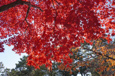 183210_1.jpg  : 473 KB