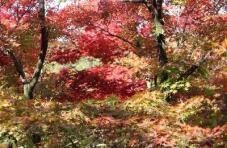 183214_1.jpg  : 68 KB