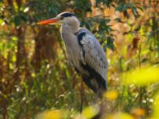 183223_1.jpg  : 89 KB