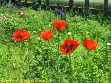 183224_2.jpg  : 120 KB