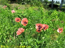 183224_3.jpg  : 127 KB