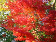 183232_1.jpg  : 62 KB