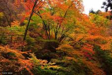 183246_1.jpg  : 49 KB