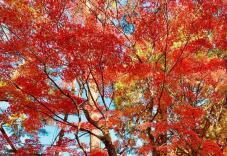 183253_2.jpg  : 208 KB