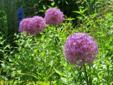 183267_3.jpg  : 114 KB