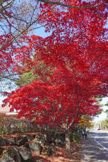 183270_1.jpg  : 499 KB