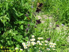 183283_3.jpg  : 102 KB