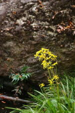 183322_1.jpg  : 89 KB