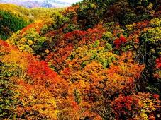 183348_2.jpg  : 217 KB