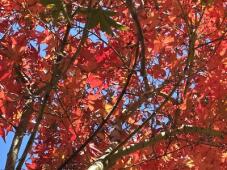 183372_1.jpg  : 77 KB