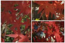 183436_1.jpg  : 83 KB