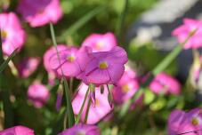 183449_2.jpg  : 68 KB