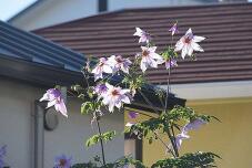 183461_1.jpg  : 98 KB